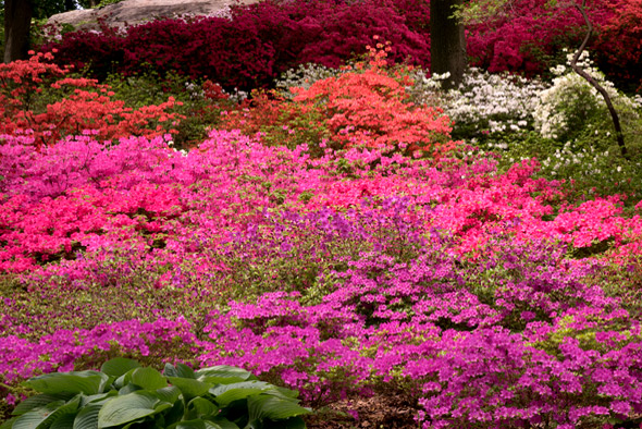 New York Botanical Garden