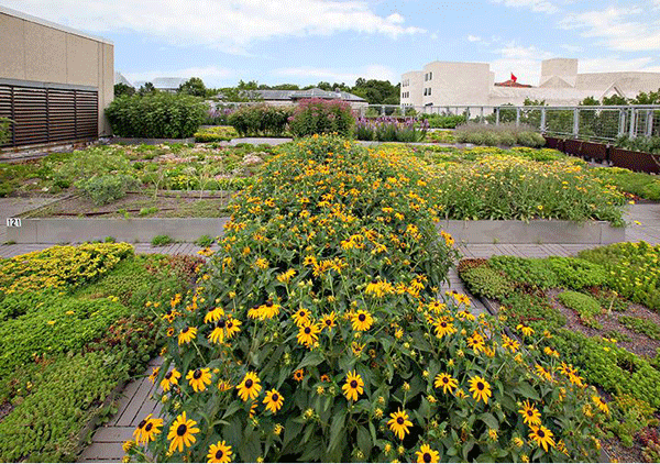 pollinator-garden-udc-rooftop-farming.gif